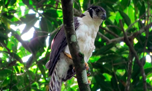 Halcón Selvático, cerca de desaparecer por la deforestación
