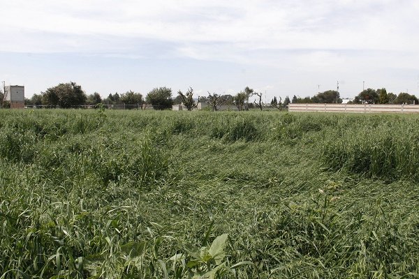 VIDEO: Aparecen formas extrañas en campos de cultivo cercanos al socavón poblano