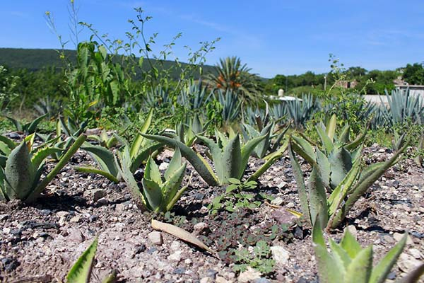 SDR de Puebla promueve Ruta del Mezcal entre turismo español