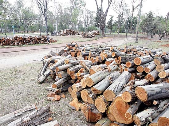 Puebla, entre los estados que menos cuidan sus bosques: IMCO