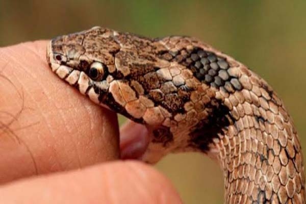 Puebla, segundo lugar nacional en mordeduras de serpientes