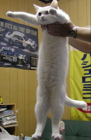 Muere gato alargado, clásico utilizado en los memes