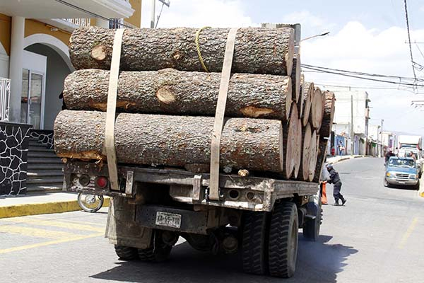 Tala ilegal en 10 municipios poblanos: Profepa