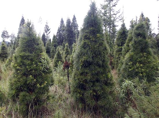 ¿A dónde llevar a reciclar el árbol de Navidad?