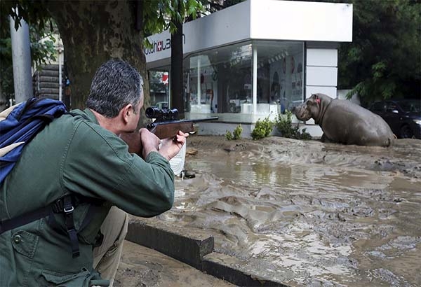 Caos en Georgia por diluvio; 11 muertos y más 30 animales escapan del zoológico