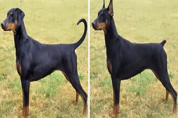 Prohíben mutilar a mascotas por temas estéticos en Puebla
