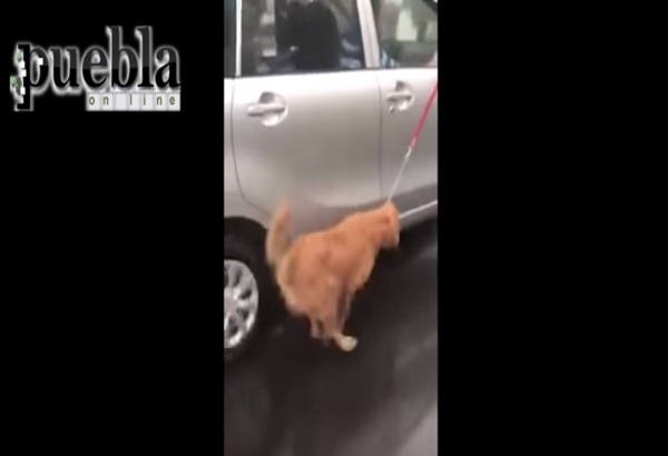 Arrastran a perro bajo la lluvia desde un automóvil; ayuntamiento de Puebla atiende reporte de maltrato