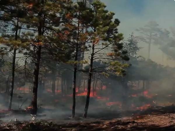 Puebla, con cuatro incendios activos; seis ya fueron mitigados