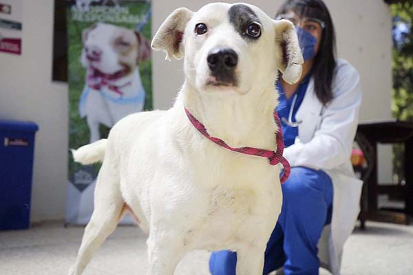 “Ningo”, perro que sufrió crueldad animal, se pondrá en adopción