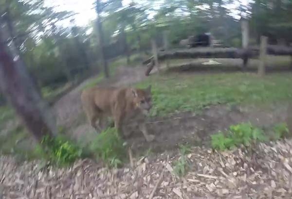 VIDEO: Brinca cerca de zoológico en Ohio para acariciar a pumas