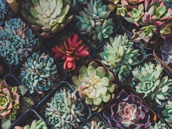 Las mejores suculentas para decorar tu casa