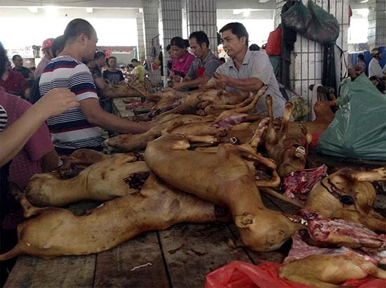 Comienza polémico festival de carne de perro en China