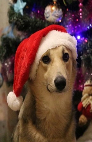Flores de Noche Buena ¿Afectan a tus mascotas?