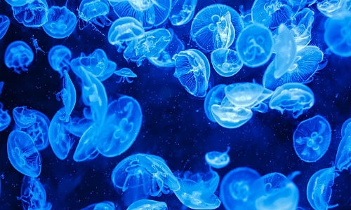 Medusas serían utilizadas para crear papel higiénico o pañales