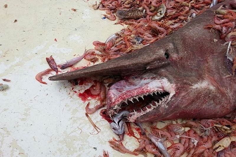 Localizan rara especie de tiburón en el Golfo de México