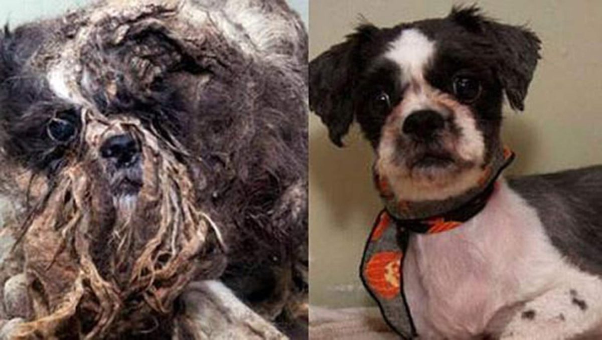 Perro, de mendigo a un hogar en Canadá