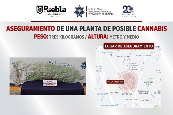 Decomisaron planta de marihuana en la colonia Villa Posadas