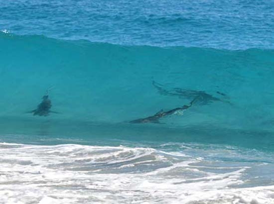 Tiburón muerde la pierna de una surfista en Florida