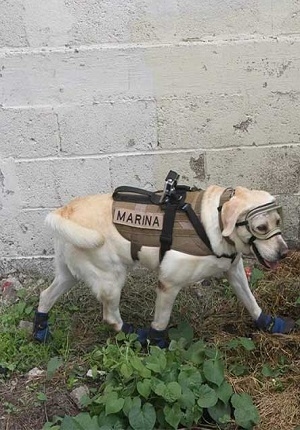Frida, la heroína en el rescate de sobrevivientes del sismo en México