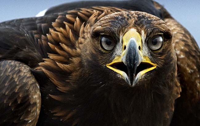 PRI plantea hasta 9 años de cárcel a depredadores del Águila Real
