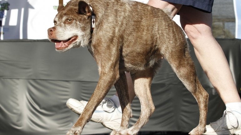 Quasi Modo, el perro más feo del mundo