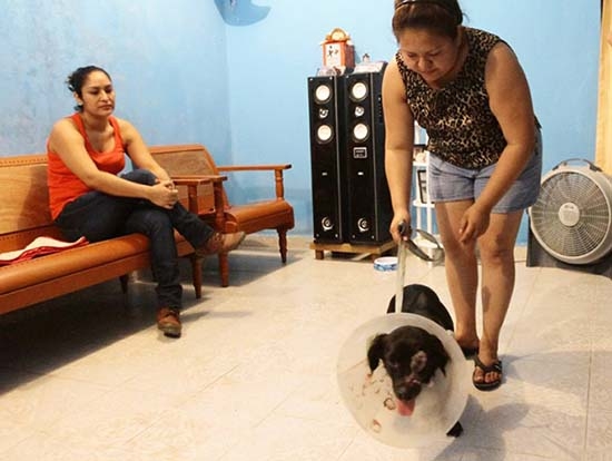Conmociona agresión a una perrita; niño de 10 años la machetea
