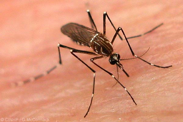 En Puebla 103 casos de dengue ante proliferación de mosquitos