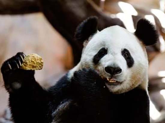 Panda fingió embarazo para recibir más fruta y bambú