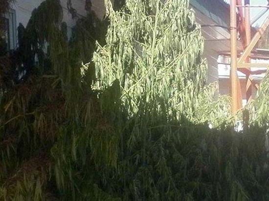 Madre denuncia a su hijo por cultivar más de 200 plantas de mariguana