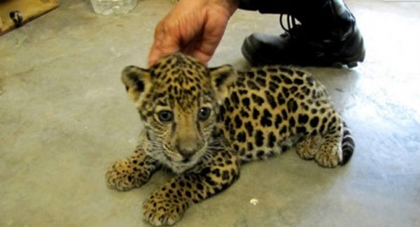 Aseguran a cachorro de jaguar enviado por paquetería