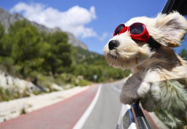 Tips infalibles para salir de viaje con tu mascota