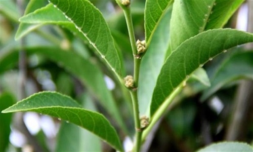 Las tres plantas que absorben la contaminación