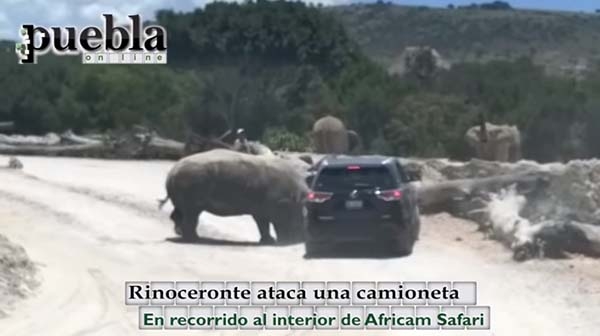 VIDEO. Rinoceronte ataca a una camioneta con familia en Africam Safari
