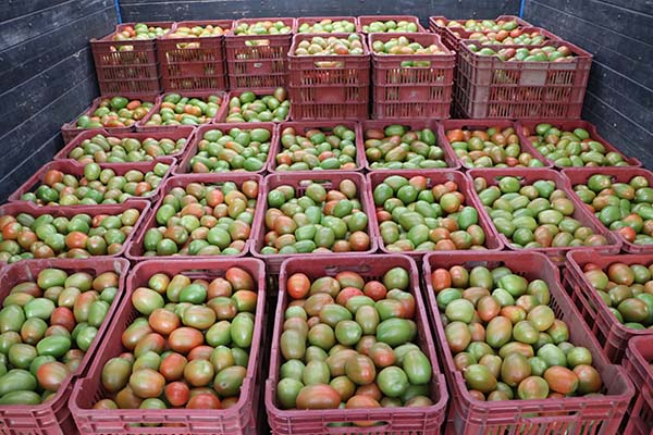 Tomate, ejote, salsas y conservas de Puebla se venderán en las tiendas Walmart de México