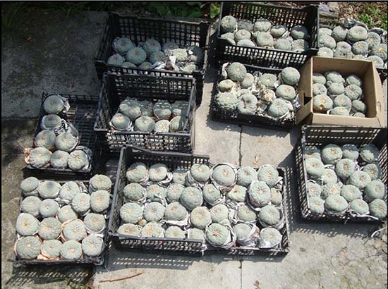 Profepa asegura carga de peyote en el AICM con destino a Europa y Asia
