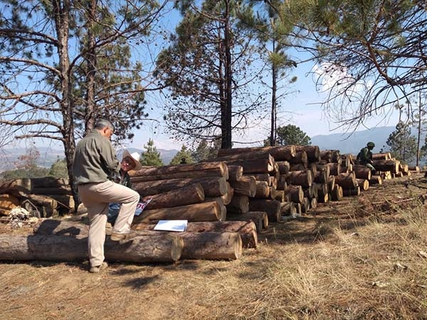 La Profepa aseguró más de 85 mil metros cúbicos de madera en rollo en Zacatlán