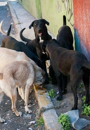 Estudiante mexicana desarrolla la croqueta anticonceptiva para perros