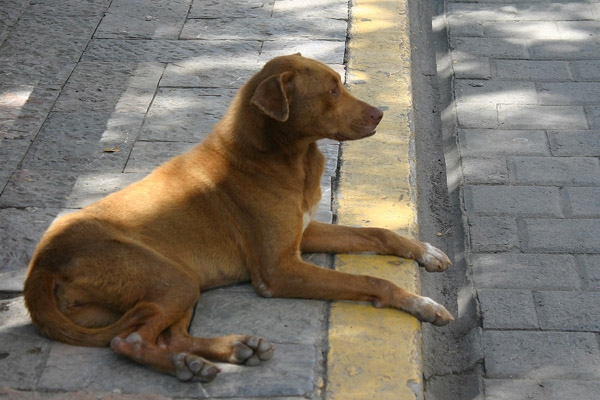 120 mil perros dejan 5 toneladas de heces al día en calles del DF