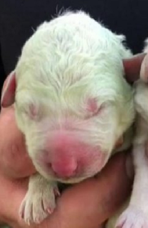 Conoce a Pistacho, el perro de color verde que nació en Italia