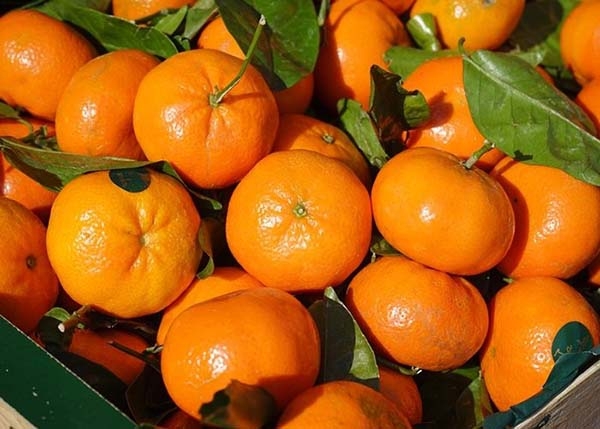 Puebla, segundo lugar nacional en producción de mandarina: Sader