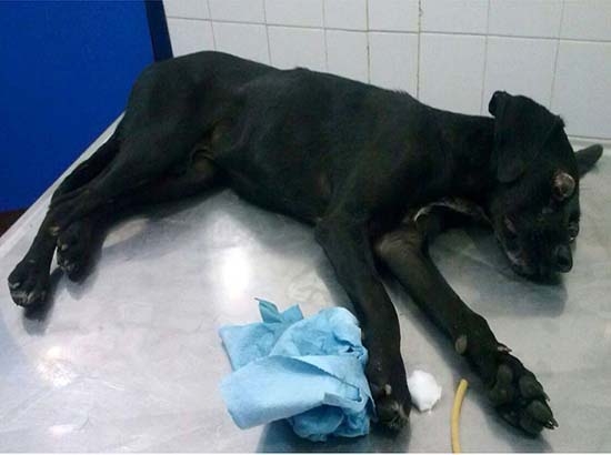 Actor ofrece 60 mp para dar con violadores de perro yucateco