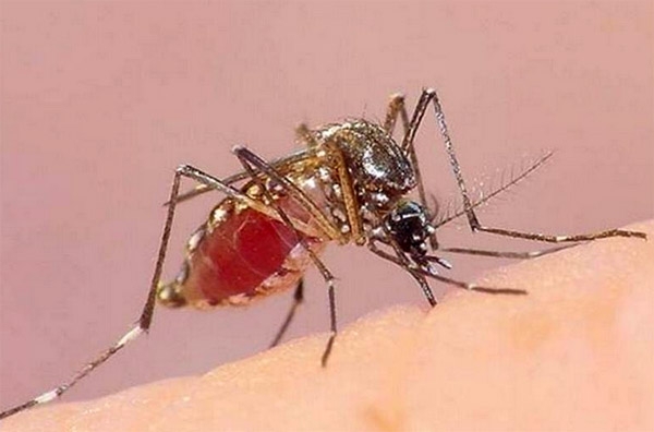 Dan de alta a niña con chikungunya, primer caso en México