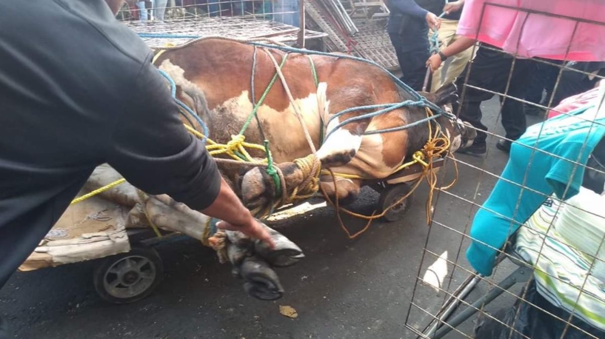 Toro huye del rastro; genera caos y tres heridos en Atlixco
