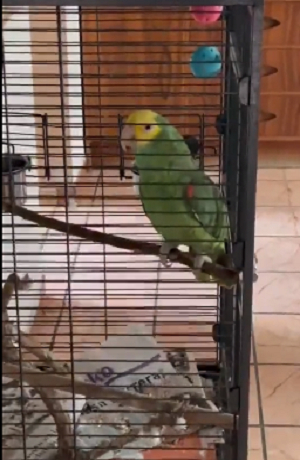 VIDEO: ¡Ahí voy! Perico vacila a testigos de Jehová por media hora