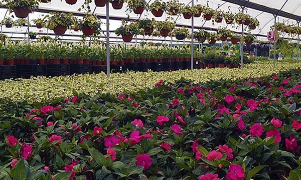 Se lleva a cabo la tradicional Feria de las Flores en Atlixco, del 21 de marzo al 21 de abril