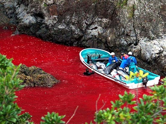The Cove: Japón comienza matanza anual de delfines