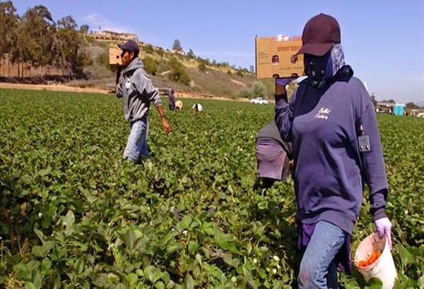 Cinco campesinas mexicanas reciben en EU una compensación de 17.4 mdd por abusos