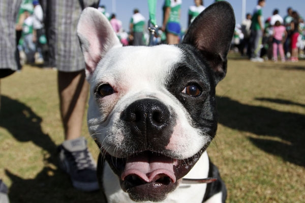 Lanzan el primer seguro para mascotas en México