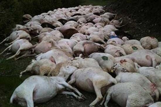 Rayo mata a 114 ovejas y 12 vacas en Bolivia