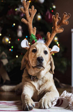 ¿Qué daños causa la flor de Nochebuena a los perros?